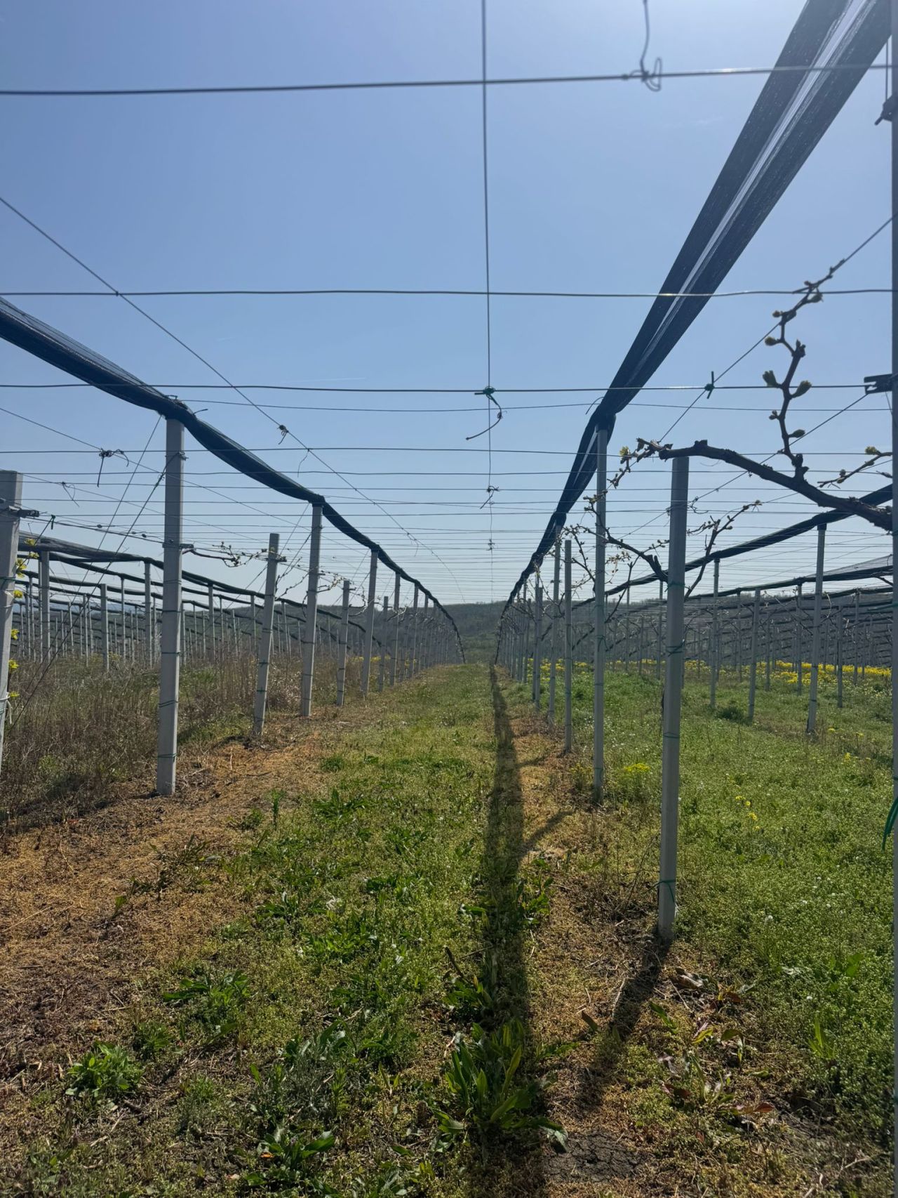 Сезона радова на нашим плантажама Omega Agro Group улази у најинтензивнију фазу!